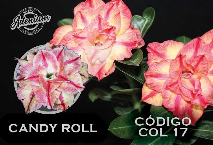 COL/17 CANDY ROLL PREMIUM